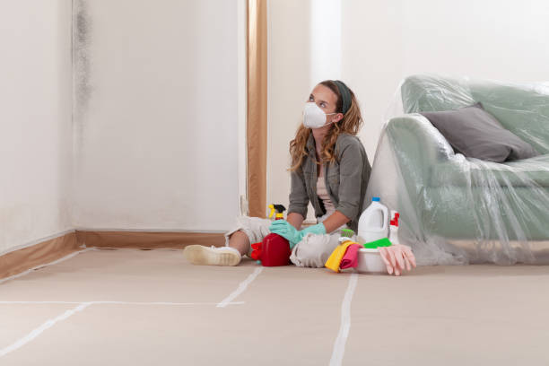 Reliable Basement Mold Remediation contractor in Walpole, MA by Mold Remediation HQ